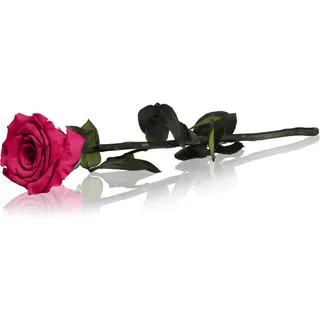 RoseAmor Fuchsia stabilisierte Rose mit Stängel 30 cm 1 St.