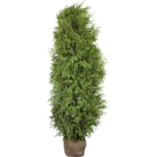 Lebensbaum Brabant Set à 45 Stück Höhe ca. 80 - 100 cm Ballenware Thuja