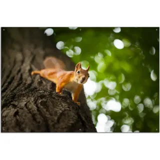 Wallario Outdoor-Poster für Garten oder Balkon, Motiv Süßes neugieries Eichhörnchen an einem Baum, in ca. 61 x 91,50 cm - Schwarz