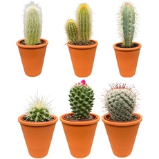 Cactus24 Kakteen Mix- 7.5cm Terrakotta Töpfe- 8-15cm hoch (6 Stück)