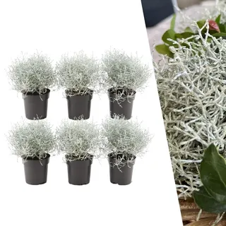 Plants by Frank | set von 6 Gitterkraut | 6x Calocephalus' | 10 cm Ø | 15-20 cm   | Grabbepflanzung | Winterhart Pflanzen | Gartenpflanzen | Herbst Pflanzen