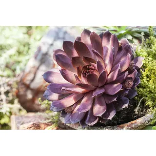 Sempervivum marmoreum 'Rubin', Hauswurz, ca. 9x9 cm Topf, rot-grün