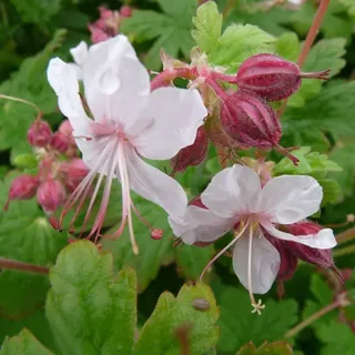 6 x Storchschnabel Spessart - Geranium macrorrhizum 'Spessart' - Topf 9cm x 9cm