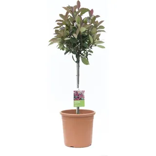 GROW by OBI Glanzmispel Carré Rouge Höhe ca. 65 cm Topf ca. 9 l