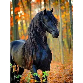 Bimkole Diamond Painting Zubehör Pferd Bilder, 5D DIY Tiere Diamant Malerei Kit Tier Voll Runde Bohrer Malen nach Zahlen Malerei Stickerei Kreuzstich Diamond Dekoration (30x40 cm)
