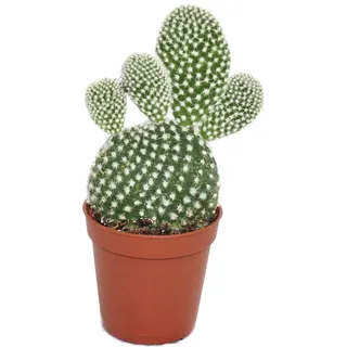 Opuntia microdasys albata - weisstachliger Ohrenkaktus - im 5,5cm Topf - Grün