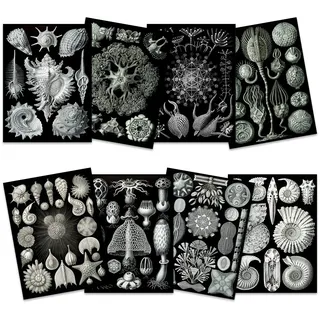 Artery8 Ernst Haeckel Kunstformen Der Natur Plates Nature Vintage Various Black White Biology Art Print Poster Home Decor Premium Pack of 8