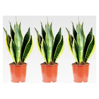 3er-Set Bogenhanf - echte Zimmerpflanze, Sansevieria trifasciata Laurentii - Höhe ca. 45 cm, Topf-Ø 14 cm