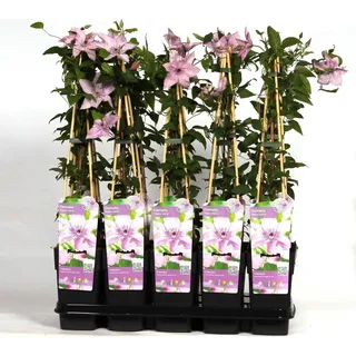 Hello Plants Clematis Hagley Hybrid Waldrebe Kletterpflanze - Ø 15 cm - Höhe: 65 cm