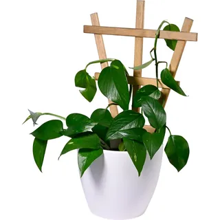 Dobar Blumentopf-Rankhilfe Positano 27,9 x 1,4 x 39 cm Braun