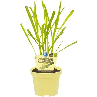 Blu Bio-Zitronengras Topf-Ø ca. 12 cm Cymbopogon