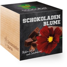 Feel Green 296251 Ecocube Schokoladenblume, Blüten Duften Nach Schokolade, Nachhaltige Geschenkidee (100% Eco Friendly), Grow Your Own/Anzuchtset, Pflanzen Im Holzwürfel, Made in Austria