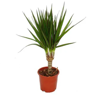 EXOTENHERZ Drachenbaum Dracaena marginata 1 Pflanze pflegeleichte Zimmerpflanze Palme