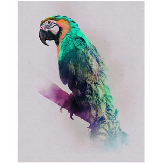 KOMAR Wandbild Animals Parrot 40 x 50 cm