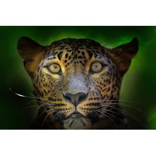 Papermoon Fototapete »JAGUAR-PUMA TIGER LÖWE GEPARD DSCHUNGEL TIERE NATUR«, bunt