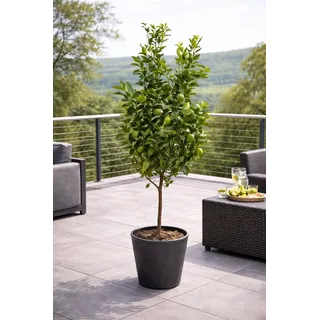 Limettenbaum Lima Verde 130-170 cm – Caipirinha Limette für Garten & Terrasse, ertragreich & aromatisch