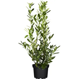 Kirschlorbeer Caucasica Set à 30 Stück Höhe ca. 80 - 100 cm Topf ca. 5 l