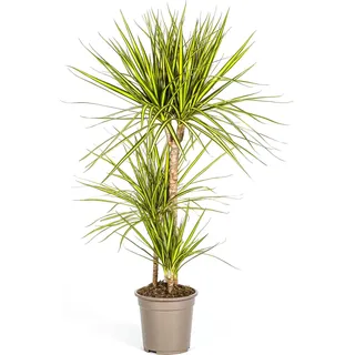 Drachenbaum - Dracaena Marginata ‘Sunray’ - Zimmerpflanze - Ø21cm - Höhe 100 - Grün, Gelb