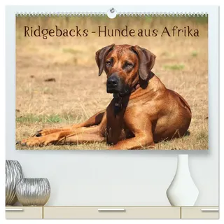 Calvendo Ridgebacks - Hunde aus Afrika (hochwertiger Premium Wandkalender 2026 DIN A2 quer), Kunstdruck in Hochglanz: Faszination Rhodesian Ridgeback - ein Portrait dieser tollen Rasse (CALVENDO Tiere)