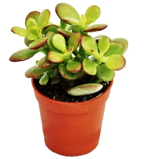 EXOTENHERZ Crassula portulacea minor - Pfennigbaum - im 8,5cm Topf