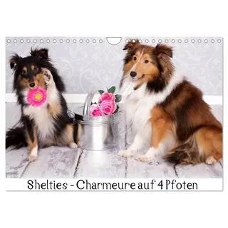 Shelties : Charmeure auf 4 Pfoten (Wandkalender 2026 DIN A4 quer), CALVENDO Monatskalender: Shelties im Foto-Studio (CALVENDO Tiere)
