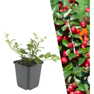 Plants by Frank | 12 Zwergmispel Pflanzen | Cotoneaster dammeri | Bodendecker Winterhart | Stauden Winterhart | Gartenpflanzen Winterhart