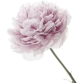 Queence "Anna", rosa, Blume, Blüte, selbstklebend,
