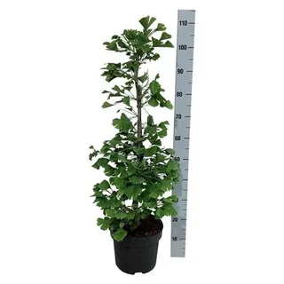 Blumen-Senf Ginkgo Baum 40-60 cm - Ginkgo biloba - Fächerblattbaum - Pflegeleichte Zimmer- und Gartenpflanze - Älteste Baumart der Welt