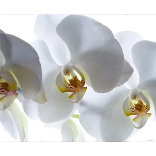 Fototapete FTNxxl0466, Orchidee"
