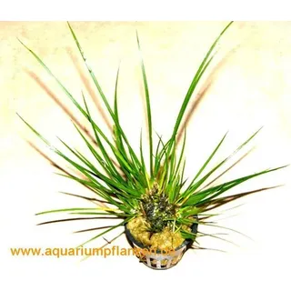 1 Topf Acorus gramineus var. pusillus, Zwergkalmus