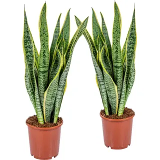 2 Stück Sansevieria Laurentii 50-60 cm Bogenhanf bessere Raumluft Zimmerpflanze