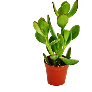 Crassula portulacea - Geldbaum - im 8,5cm Topf