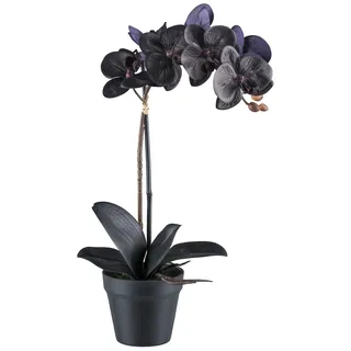 Bruno Banani Kunstorchidee »Orchidee Phalaenopsis« mit real-touch-Blüten, schwarz