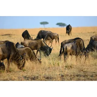 Fototapete PAPERMOON "Tiere in Natur", bunt, B:4,5m L:2,8m, Vlies, Tapeten, Fototapete