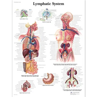 3B Scientific Lehrtafel Lymphsystem, laminated, 1