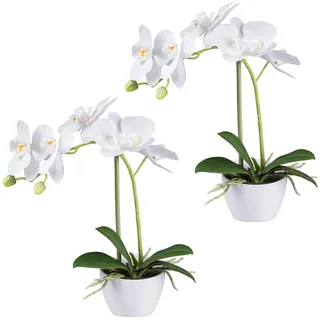 Creativ green "Orchidee Phalaenopsis", weiß,