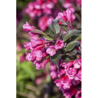 pflanzen-für-dich.de Weigela florida 'Victoria', Weigelie, rotblühend, 40–60 cm