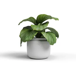 Artevasi Astrea Topf, Blumentopf, dekorativer Topf, Handgemachte Keramik, Farbe Weiß, 20cm