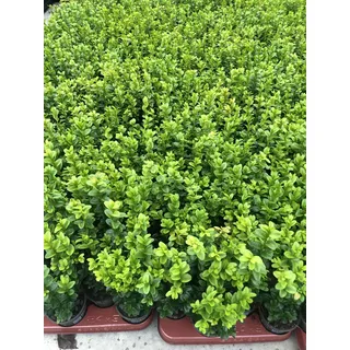 4 x Buxus sempervirens 25-30 cm - Buchsbaum