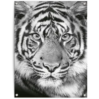 Poster REINDERS "Tigerblick", schwarz (farbe bild(er): schwarz, weiß), B:60cm H:80cm T:0,1cm, Leinwand, Bilder, Poster