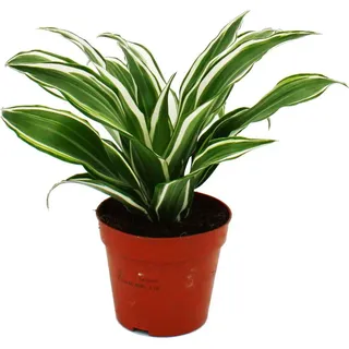 Drachenbaum -cfragrans White Jewel - 12cm Topf - weiß-grüne Blätter