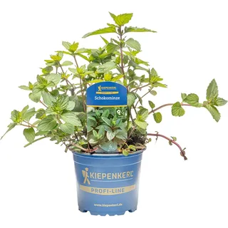Kiepenkerl Schokoladen Minze Topf-Ø ca. 12 cm