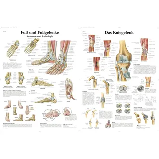 3B Scientific Lehrtafel laminiert - Fuß und Fußgelenke - Anatomie und Pathologie & Lehrtafel laminiert - Das Kniegelenk