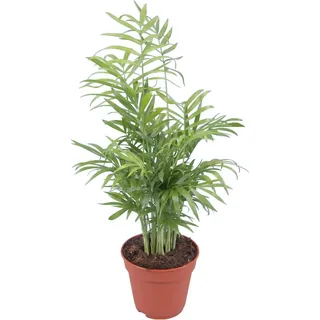 GROW by OBI Bergpalme Topf Ø ca. 12 cm Chamaedorea Elegans