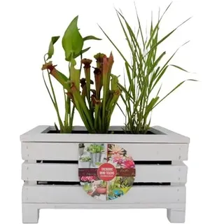 UNUS Miniatur Teichbecken, Miniteich in Holzkiste, 44 x 31 x24 cm | mit separatem Plastikeinsatz, für Balkon oder Garten, pflegeleicht