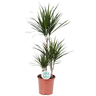 Dracaena marginata