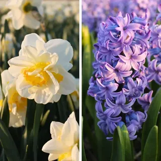 Flowerbulbs Amsterdam - Rob's Favoriten - 20 Blumenzwiebeln - Größe 12/14, beste Qualität wählen!