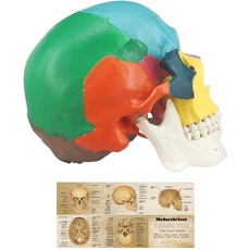 Menschliches farbiges Totenkopf-Modell, lebensgröße, 3-teiliges anatomisches Modell mit buntem menschlichem Totenkopf-Diagramm für Medizinstudenten, menschliche Anatomie, Studienkurs