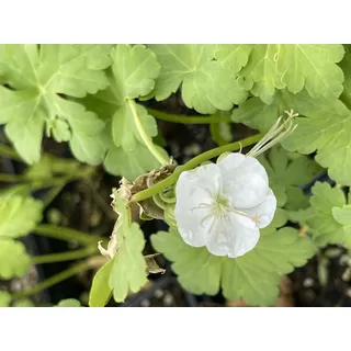6 x Geranium macr. ‘White Ness’ - Storchenschnabel - Topf 9 x 9 cm