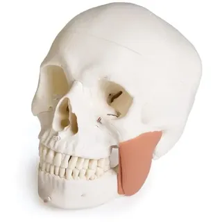 ERLERZIMMER Schädelmodell für Zahnmedizin mit CMD Syndrom, 8 teilig 1 Stück
